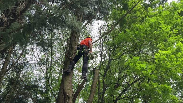 How Our Tree Care Process Works  in  Portland, IN